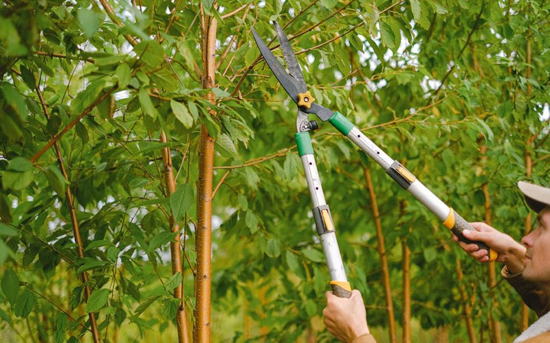 Tree trimming in North Matewan, WV