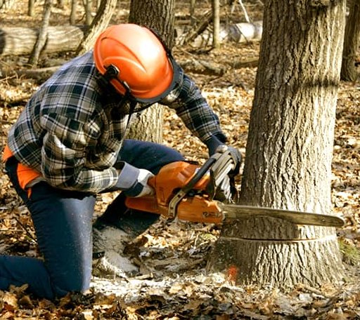 Tree Removal in North Matewan, WV